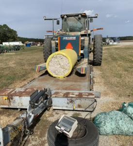 cotton yield